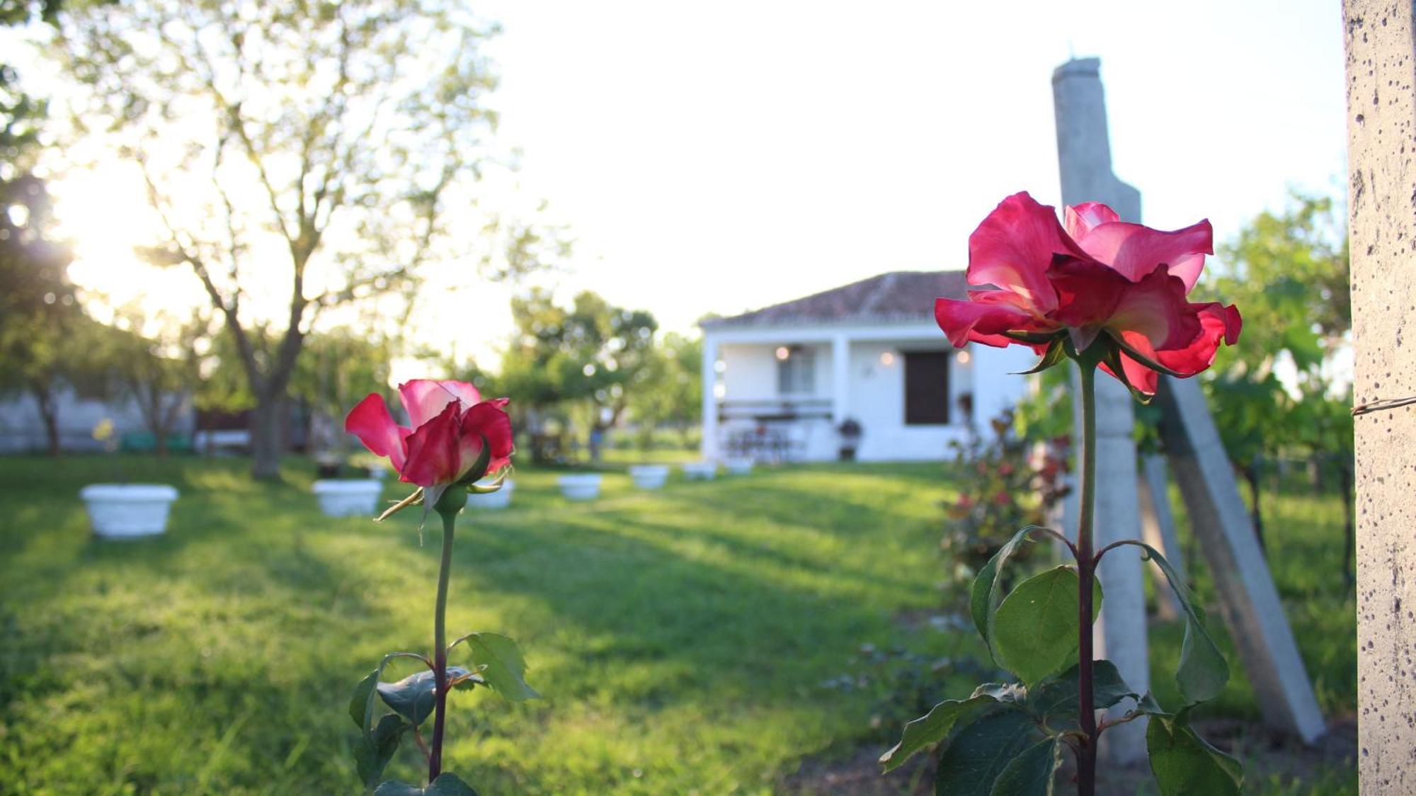 "Per Mik" Cottage In Vineyard Shkodër Exterior foto